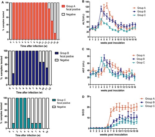 Figure 1. Duration of fecal virus shedding and dynamic seroconversion of anti-HEV antibodies, ALT and AST of pregnant rabbits. Duration of fecal HEV RNA shedding among group A, B and C. (B) Dynamic ALT changes among three groups. (C) Dynamic AST changes among three groups. (D) Dynamic seroconversion of anti-HEV antibodies among three groups.