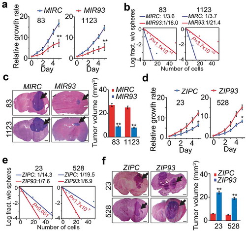 Figure 2. MIR93 regulates cell growth, self-renewal, and tumorigenicity of GSCs. (a–c) effects of ectopic expression of MIR93 or a control miRNA (MIRC) in GSC 83, 1123 on cell growth (a), sphere-forming frequency (b) in vitro and tumorigenicity in brain xenografts (n = 5) that received indicated GSC 83 or 1123 cells (c). (d–f), effects of ectopic expression of ZIP93 or a control (ZIPC) in GSC 23 and 528 on cell growth (d), sphere-forming frequency (e) in vitro, and tumorigenicity in brain xenografts (n = 5) that received indicated GSC 23 or 528 cells (f). Arrows in (c and f) indicate GSC tumor xenografts. Bar graphs in (c and f), estimation of tumor volumes in indicated groups. Scale bar: 1.0 mm. *p < 0.05, **p < 0.01. Data are representative from 3 independent experiments with similar results.