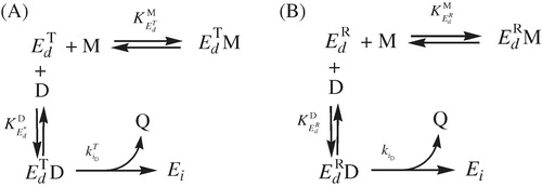 Scheme 2. (A) Effect of monophenols on , inactivation by o-diphenol. (B) Effect of monophenols on , inactivation by o-diphenol.