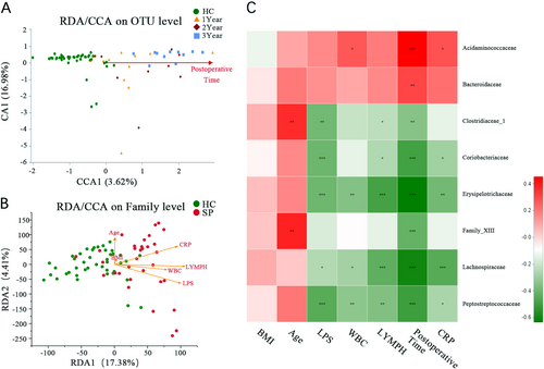 Fig. 4 Correlation analysis of clinical parameters and the gut microbiota.(A) CCA shows the composition of the gut microbiota is altered as the increasing postoperative time after splenectomy at the OTU level. (B) CCA shows the clinical parameters (including plasma LPS level, WBC, LYMPH#, BMI, CRP, and age) associated with the gut microbiota composition at the OTU level and associated with each other. (C) Association among seven clinical parameters and the relative abundances of eight families with altered abundances (see Fig. 2B) in the SP and HC groups were estimated using Spearman’s correlation analysis using Heatmap. Color intensity represents the magnitude of correlation. Red, positive correlations; green, negative correlations. *P value < 0.05; **P value < 0.01; ***P value < 0.001