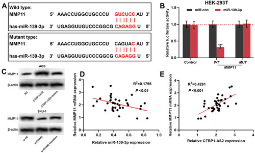 Figure 5 MMP11 was a target gene of miR-139-3p, and could be positive regulated by CTBP1-AS2. (A) TargetScan predicted the binding sequence between MMP11 and miR-139-3p. (B) Dual-luciferase reporter experiment was conducted to detect the binding relationship between MMP11 and miR-139-3p. (C) Western blot was utilized for detecting the regulatory effects of miR-139-3p (C) and CTBP1-AS2 (D) on MMP11 protein expression level. (D–E) qRT-PCR was used to detect the correlation between MMP11 and miR-139-3p expression in GC samples. ***P < 0.001.