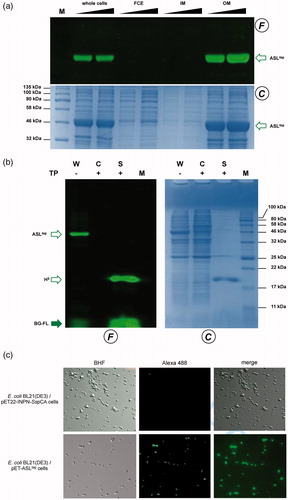Figure 4. Localisation of ASLtag in E. coli. (a) gel-imaging and Coomassie staining analyses after SDS-PAGE of different loaded amount of the whole cells, the relative cytoplasmic fraction (FCE), the inner (IM) and the outer membrane (OM) fractions. (b) Cleavage of ASLtag by the Thrombin protease (T) on whole cells (W). After the H5 reaction during the protease treatment, cells were centrifuged, separating the supernatant (S) from the intact cells (C). (c) E. coli BL21(DE3) cells transformed with pET-22b/INPN-SspCA (Top) or with pET-ASLtag (bottom) were incubated with BG-FL and then analyzed at fluorescence microscopy. Images show bright field (BHF), AlexaFluor488 (green) and merged images. All used symbols are described in Figure 3(a).
