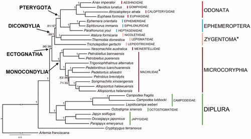 Figure 1. Bayesian phylogeny based on the concatenated set of 13 mitochondrial protein-encoding genes of the following basal hexapod lineages used in this study: Campodea fragilis DQ529236, Campodea lubbocki DQ529237 and Lepidocampa weberi JN990601 (Campodeidae; Diplura); Octostigma sinensis JN990598 (Octostigmatidae; Diplura); Japyx solifugus NC007214, Occasjapyx japonicus JN990600 and Parajapyx emeryanus JN990599 (Japygidae; Diplura); Allopsontus helanensis KJ754501, Allopsontus halawuensis KJ754500, Nesomachilis australica NC006895, Pedetontinus luanchuanensis KJ754502, Pedetontus silvestrii EU621793, Petrobiellus bannaensis KJ754503, Petrobiellus puerensis KJ754504, Petrobius brevistylis NC007688, Songmachilis xinxiangensis NC021384 and Trigoniophthalmus alternatus EU016193 (Microcoryphia); Atelura formicaria EU084035, Thermobia domestica AY639935 and Tricholepidion gertschi AY191994 (Zygentoma); Ephemera orientalis NC012645, Parafronurus youi NC011359 and Siphlonurus immanis NC013822 (Ephemeroptera); Atracalopteryx atrata NC027181 and Eupohaea formosa NC014493 (Zygoptera; Odonata); Anax imperator NC031821 and Davidius lunatus NC012644 (Anisoptera; Odonata). The collembolan Cryptopygus terranovus NC037610 and the crustacean Artemia franciscana NC001620 have been used as outgroups. Double branch-support on nodes (i.e. when different among alternative data sets) refers to analyses based on complete set of nucleotide codon positions/first and second only, respectively. *refers to paraphyletic groups.