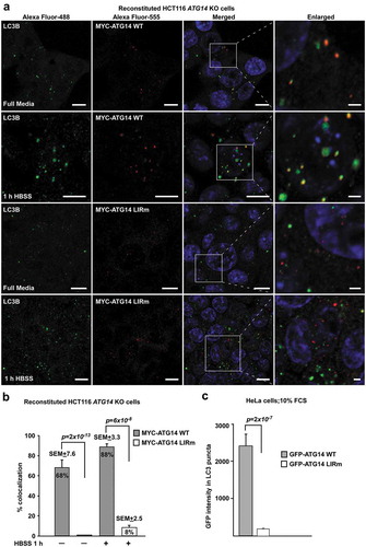 Figure 8. The ATG14 LIR interaction is important for colocalization with LC3B. (a) HCT116 cells knocked out for ATG14 and reconstituted with WT MYC-ATG14 (upper panels) or LIR mutated MYC-ATG14 (lower panels) were immunostained with MYC and LC3B antibodies and analyzed by confocal imaging. Scale bars: 10 µm and 2 µm (Enlarged). (b) Quantification of the colocalization analyzed in 8A, represented as percentage of Myc-ATG14 dots also containing LC3B. The quantification is based on analysis of 100–150 cells. (c) Quantification of EGFP intensity inside cytosolic LC3 puncta in 110–180 HeLa cells transfected with EGFP-ATG14 WT or LIR mutant. Data information: Means ± SEM; n ≥ 100 cells. Significant P values are indicated (Student´s two-tailed, unpaired t-test).