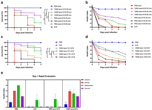 Figure 4. G. mellonella as a model for rapid evaluation of Brucella vaccine immune sera efficacy. a) & b) The effect of pre-incubation time of immune sera and bacteria on G. mellonella larval survival. a) Survival rate and b) health index scores of larvae infected with Brucella strain A19 pre-treated with sera for 30,45 or 60 minutes. c) & d) The effect of immune sera concentration on G. mellonella larval survival. c) Survival rate and d) health index scores of larvae infected with A19 pre-treated with different concentrations of sera. e) Cocoon formation, activity, melanization and survival of G. mellonella larvae on day 1. Significant differences between the Kaplan-Meier curves were identified with the log-rank test (GraphPad Prism). *P < 0.05, **P < 0.01, ***P < 0.001, ****P < 0.0001.
