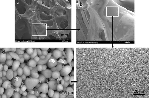 Figure 7. Scanning electron microscopy images showing the macro and the microstructure of the sintered titania foams coated with the anatase colloidal suspension by vacuum infiltration and heated at 650 °C. The excellent homogeneity of the struts microstructure can be observed as well as the formation of anatase nanoparticles on the titania surfaces.