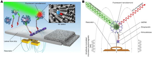 Figure 10. Schematic illustration of the use of FNDs in LFAs [Citation83]. (A) Illustration of the concept of using FNDs in an LFA. (B) Schematic showing more detail of the principle. Copyright © 2020, Springer Nature.