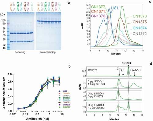 Figure 4. Biochemical attributes of Li81 variants targeting secondary binding site contacts. (a) Samples (4 µg/lane) were subjected to SDS-PAGE and stained with Coomassie brilliant blue. Samples on the left were analyzed under reducing conditions, and samples on the right were analyzed under non-reducing conditions. Molecular weight markers and their apparent molecular masses are shown at the left of the panel. (b) The apparent affinities of the seven secondary binding site mutants for LINGO-1 were measured by a direct-binding ELISA. Data are plotted as absorbance at 450 nm versus concentration. (c) Samples, each containing 10 µg LINGO-1 ectodomain and 10 µg of of one of the mutant mAbs, were subjected to SEC on an analytical SEC column using PBS as the mobile phase. The column effluent was analyzed for absorbance at 280 nm. (d) Samples containing CN1373 mAb alone, or 3 µg LINGO-1 ectodomain and 1.6, 3, or 10 µg of CN1373 mAb, were subjected to SEC with in-line light scattering