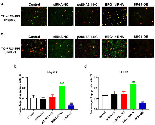 Figure 3. BRG1 inhibits HCC cell apoptosis. (a) HepG2 cells were transfected with BRG1 siRNA or overexpression plasmid, respectively, and then stained with both YO-PRO-1 and PI dye. Scale bar, 50 μm. (b) The proportion of green-labeled apoptotic cells were measured accroding to randomly selected cell fields (n = 5). ***p < .001 vs siRNA-NC, ###p < .001 vs pcDNA3.1-NC. (c) HuH-7 cells transfected with BRG1 siRNA or overexpression plasmid were stained with both YO-PRO-1 and PI dye, respectively. Scale bar, 50 μm. (d) The proportion of apoptotic cells were measured (n = 5). ***p < .001 vs siRNA-NC, ###p < .001 vs pcDNA3.1-NC.