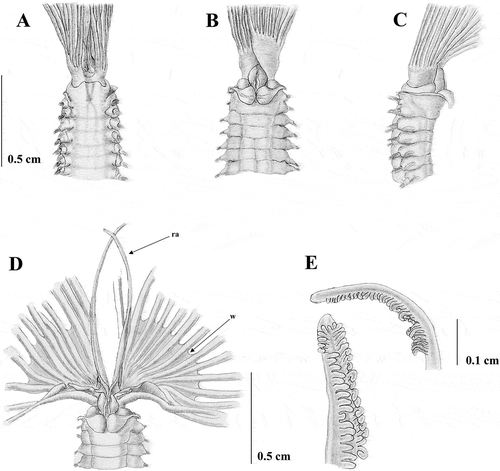 Figure 4. Sabella pavonia from Taranto. A, anterior end, dorsal view; B, anterior end, ventral view; C, anterior end, lateral view; D, Crown showing the dorsal lips with dorsal radiolar appendages (ra) and the basal web (w); E, tip of the radioles.