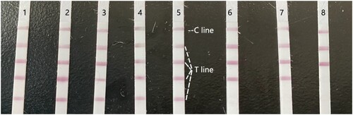 Figure 6. Images of the LFIA results of the analysis of commercial livestock and poultry products. Each sample was analysed in triplicate. Sample 1–5 had no residue, whereas sample 6–8 showed no colour of the four test lines, indicating the amantadine contamination. Upper and lower arrows indicate the control line (C) and the four test lines (T), respectively.