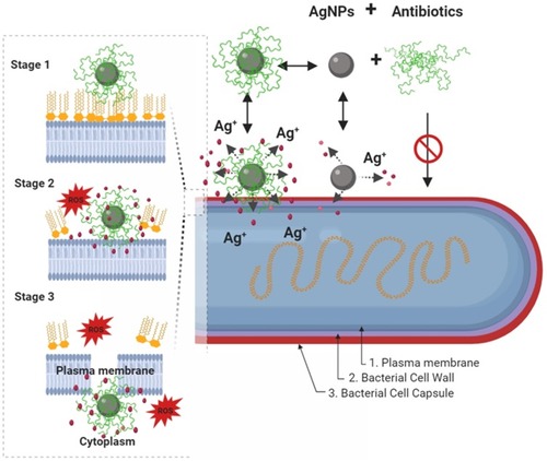 Figure 4 Schematic diagram showing, in a step by step fashion, the synergistic pathways and mechanisms of AgNP and antibiotics against multidrug-resistant bacteria (depicted in G- bacteria). Enhancement of the accumulation of the AgNPs conjugates with antibiotics within the bacterial cell membrane is associated with potentiation of Ag+ release and damage of the bacterial capsule, cell wall, and plasma membrane components. In this paradigm, the pathway mediated by AgNPs is a minor antibacterial mechanism, and the activity mediated by antibiotics-only is not effective due to antibacterial resistance. In a step by step diagram of the bacterial membrane destabilization (depicted for AgNPs/nisin conjugates), the interaction between AgNP/antibiotic complexes with bacterial cell membrane (stage 1) will results in enhancement Ag+ release, in situ ROS generation, membrane-insertion of nisin (methyl)-lanthionine rings, followed by local dissolution of lipidic molecules, membrane-pore formation, and internalization of AgNPs/nisin complexes within the bacterial cytoplasm. Inspired from Deng et alCitation198 and Arakha et alCitation206 schematic concepts of AgNP/nisin and AgNPs/tetracycline complexes-mediated antibacterial activity. Figure 4 was created using BioRender.Abbreviations: AgNPs= silver nanoparticle; ROS, reactive oxy gen species: Ag+=silver ions.