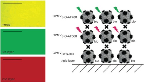 Figure 4 CPMV capsids can be layered on a gold surface with each layer carrying a different modification. In this example, the biotinylated base layer is unlabeled, the second layer is labeled with a red fluorescent dye (AlexaFluor dye AF568) and a third layer with a green fluorescent dye (AF568). Layers are bridged by streptavidin (black cross). Fluorescence imaging microscopy (left) shows that each layer is homogenous. Scale bar is 10 μm. Reproduced with permission from CitationSteinmetz et al 2006a. Plant viral capsids as nanobuilding blocks: construction of arrays on solid supports. Langmuir, 22:10032–37. Copyright © 2006. American Chemical Society.