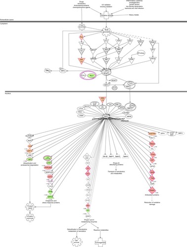 Figure 15 PLB-regulated Nrf2-mediated oxidative stress response in PC-3 cells.