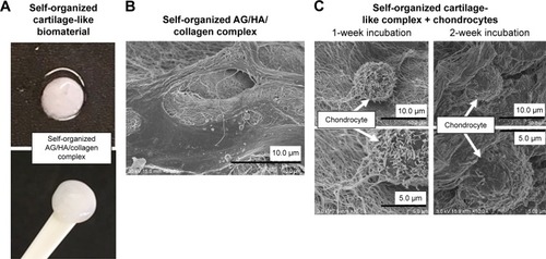 Figure 2 Self-organized cartilage-like scaffold formed from HA, AG and type II collagen for articular cartilage tissue engineering.Notes: (A) Macroscopic image of self-organized cartilage-like scaffold. (B) The structure of the self-organized AG/HA/collagen complex was observed by SEM. The topological structure of the complex had a fibrous appearance. (C) After 1- and 2-week incubation of chondrocytes with the self-organized AG/HA/collagen complex, chondrocytes were present on the scaffold of fibers forming the complex.Abbreviations: AG, aggrecan; HA, hyaluronic acid; SEM, scanning electron microscopy.
