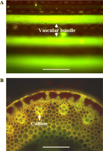 Figure 5.  Microscope images of ROS accumulation and callose depositions in wheat peduncles at 16 DAA. (A) ROS in the vascular bundles of wheat peduncles as detected with the fluorescent probe DCFH-DA; images are representative of at least 15 replicate peduncles. The presence of callose is denoted by the green or yellowish green colors. (B) Selected picture representative spatial distribution of callose deposition at least 15 cross sections from different plants. Three millimeter long peduncle segment was taken in the 4±0.5 cm below the ear. The presence of callose is indicated by the bluish green color (white arrows). Bars in (A) and (B) represent 200 µm.