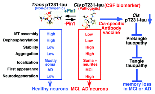 Figure 1. Generation of conformation-specific antibodies identifies the cis pT231-tau as the earliest detectable pathogenic conformation leading to tau pathology and memory loss in MCI and AD, and suggests cis-specific biomarker and immunotherapy for early diagnosis and treatment.