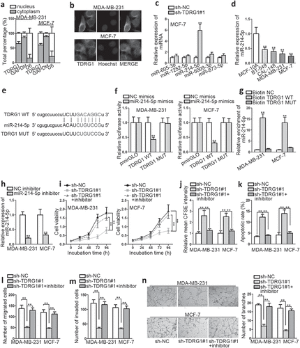 Figure 2. TDRG1 exerts oncogenic properties in BC via negatively regulating miR-214-5p