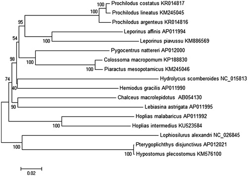 Figure 1. Neighbour-joining distance consensus tree based on complete mitochondrial DNA (without D-loop noncoding region), explaining a hypothesis of phylogenetic relationships among seven families from order Characiformes and two families from order Siluriformes as the outgroup. Members of family Erythrinidae (H. intermedius, H. malabaricus) are grouped in a single clade belonging to order Characiformes, showing a high sequence similarity. The Prochilodontidae clade (Prochilodus argenteus (P. costatus, P. lineatus)) confirms the results obtained by Chagas et al. (Citation2016). The phylogenetic tree was constructed under the Kimura-2 parameter model and consensus tree using 1000 bootstrap. Numbers indicate support of each clade, showing higher supports for relationships between species of the same family and lower supports of relationships grouping different families between order Characiformes.