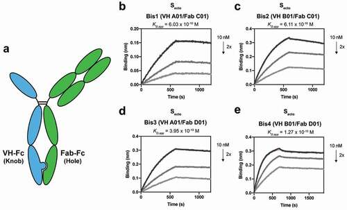 Figure 2. Bispecific VH/Fab IgGs bind with high affinity to trimeric Secto. (a) Cartoon schematic of the bispecific VH/Fab IgG antibody scaffold utilized in this study. (b-e) Multipoint BLI measurements (10 nM, 5 nM, and 2.5 nM) of the indicated bispecific antibody on Secto. (b) Bis1 (VH A01/FabC01) (c) Bis2 (VH B01/FabC01) (d) Bis3 (VH A01/FabD01) (e) Bis4 (VH B01/FabD01)