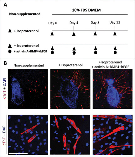 Figure 1. Isoproterenol directs the differentiation of HAP cells into cardiac muscle cells. (A) Schematic diagram of inducing conditions for cardiac muscle cell differentiation from the upper part of vibrissa hair follicles. Hair follicles were cultured for 14 days in 3 conditions in DMEM medium with 10% fetal bovine serum (FBS): unsupplemented; supplemented with isoproterenol; or supplemented with the combination of isoproterenol+activin A+BMP4+bFGF; once every four days. (B) Immunostaining of cardiac muscle cells differentiated from the upper part of vibrissa hair follicles in culture medium that was non-supplemented (left panel); isoproterenol-supplemented (middle panel); and supplemented with the combination of isoproterenol+activin A+BMP4+bFGF (right panel). Cardiac muscle cells were observed after 14 days culture. Red = cTnT, Blue = DAPI. Bars = 100 µm.