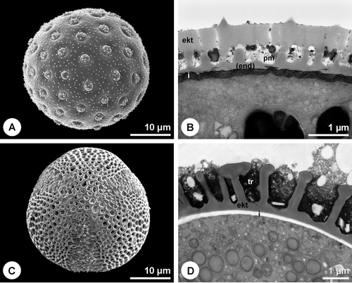 Figure 3 Pollen walls without compact or detectable endexine(continued). A. Chenopodium album. Overall view of the goosefoot pollen grain. B. Chenopodium album. Cross section of pollen grain wall. Endexine discontinuous. Primexine‐matrix in ektexine cavities (pm). PA+TCH+Sp. C. Brassica napus. Overall view of the rape pollen grain. D. Brassica napus. Cross section of pollen grain wall. Tryphine in ektexine cavities. PA+TCH+Sp (short). A, C. SEM. B, D. TEM (ekt = ektexine, (end) = discontinuous endexine, i = intine, tr = tryphine).