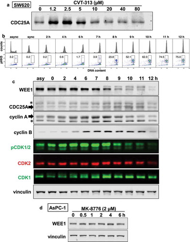 Figure 4. Cell cycle-dependent regulation of CDK1/2, cyclins A and B, CDC25A and WEE1. (a) SW620 cells were incubated with 0–80 µM CVT-313 for 6 h and analyzed by western blotting for the level of CDC25A. (b) SW620 cells were synchronized by a double thymidine block, then released for 0–12 h. Nocodazole was added at 6 h to capture cells in mitosis. Cells were stained with propidium iodide for DNA and anti-pHH3 to determine the % of cells in mitosis. Cells were analyzed by flow cytometry. (c) SW620 cells from the synchrony in B were analyzed by western blotting for the indicated antigens, followed by fluorescent secondary antibodies. Multicolor images were generated; CDK2 migrates at the lower band of the doublet for pCDK1/2. * = nonspecific band. (d) AsPC-1 cells were incubated with MK-8776 for 0–6 h and probed for expression of WEE1