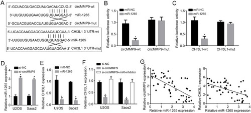 Figure 3 circMMP9 modulated the miR-1265/CHI3L1 axis. (A) Construction of luciferase reporter vectors of circMMP9 and CHI3L1. (B and C) Luciferase reporter assay was conducted to confirm the interactions among circMMP9, miR-1265 and CHI3L1. (D) circMMP9 knockdown promoted miR-1265 expression. (E) miR-1265 inhibited CHI3L1 expression. (F) Analysis of CHI3L1 expression after transfection with indicated plasmids. (G) Expression correlation among circMMP9, miR-1265 and CHI3L1 in OS tissues. *P<0.05.