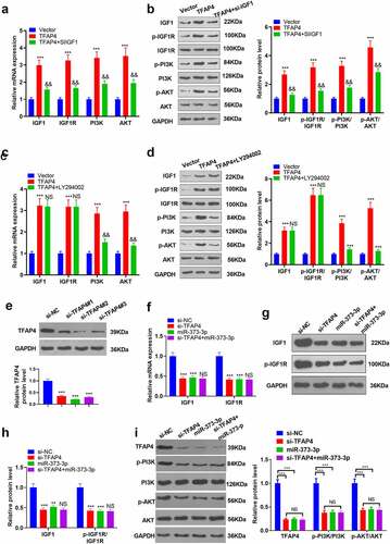 Figure 7. IGF1/IGF1R or PI3K/AKT inhibition attenuated the activating function of TFAP4 in the PI3K/AKT pathway.