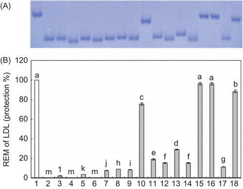 Figure 2.  The relative electrophoretic mobility (REM) of human LDL incubated with Cu2+, with or without extracts and one from Lycopi Herba. * LDL (120 μg/mL) was oxidized with 10 μM CuSO4 at 37°C in the presence of LH extracts for 12 h. (A): Lane 1: native LDL; Lane 2: LDL and Cu2+; Lane 3,4: LDL and Cu2+ and 5, 10 μg of E; Lanes 5,6: LDL and Cu2+ and 5, 10 μg of H; Lanes 7,8: LDL and Cu2+ and 5, 10 μg of DCM; Lanes 9,10: LDL and Cu2+ and 5, 10 μg of EA; Lanes 11,12: LDL and Cu2+ and 5, 10 μg of B; Lanes13,14: LDL and Cu2+ and 5, 10 μg of A; Lanes 15,16: LDL and Cu2+ and 5, 10 μg of luteolin-7-O-β-D-glucuronide methyl ester (#1); Lanes 17,18: LDL and Cu2+ and 5, 10 μg of AA. (B): Protection rate (%), (Each value represents the mean ± SE of triplicate measurements.).