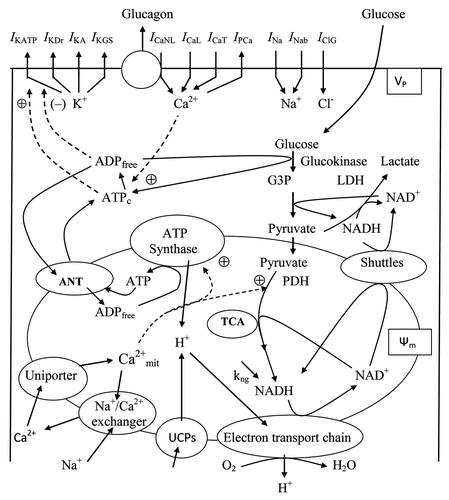 Figure 1. Schematic diagram of the ionic current, metabolic processes, Ca2+ fluxes and glucagon secretion mechanisms in pancreatic α-cells. Transmembrane currents are: IKATP is the ATP-sensitive K+ channel current, IKDr is the rapid delayed-rectifier K+ current, IKA is the high voltage-activated A-type K+ current, IKGS is the K+ current through G protein K+-channel activated by somatostatin, ICaL and ICaNL and are high-voltage-activated L-type and non L-type Ca2+ currents, ICaT is the low-voltage-activated “T-type” Ca2+ current, IPCa is the plasma membrane Ca2+-pump current, INa is the voltage-gated Na+ current, INab is the Na+ background current, IClG is the GABA activated Cl- current. Glucose equilibrates across the plasma membrane and is phosphorylated by glucokinase to glucose 6-phosphate, which initiates glycolysis. Lactate dehydrogenase (LDH) converts a portion of pyruvate to lactate. Pyruvate produced by glycolysis enters the mitochondria and is metabolized in the tricarboxylic acid (TCA) cycle, which then yields reducing equivalents in the form of NADH and FADH2. kng is the coefficient describing a nonglycolitic source of NADH in mitochondria. The transfer of electrons from these reducing equivalents through the mitochondrial electron transport chain is coupled with the pumping of protons from the mitochondrial matrix to the intermembrane space. The resulting transmembrane electrochemical gradient drives the ATP synthesis at ATP-synthase. Part of the protons may leak back through uncoupling proteins (UCPs). The shuttle systems are required for the transfer of reducing equivalents from the cytoplasm to the mitochondrial matrix. ATP is transferred to the cytosol, raising the ATP/ADP ratio. This results in the closure of the ATP sensitive K+ channels, which in turn leads to depolarization of the cell membrane. In response, the voltage-sensitive Ca2+ channels open, promoting calcium entry and triggering exocytosis of glucagon granules. ATPc and ADPfree are the free cytosolic form of ATP and ADP, G3P is the glyceraldehydes 3-phosphate, PDH is the pyruvate dehydrogenase, ANT is the adenine nucleotide translocase, Ψm is the mitochondrial membrane potential. Solid lines indicate flux of substrates, and dashed lines indicate regulating effects, where (+) represents activation and (-) repression.
