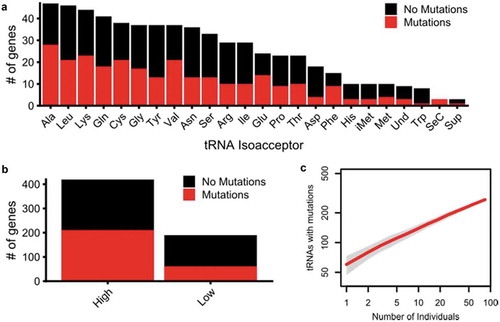 Figure 4. Distribution of tRNA-encoding genes with variation. Break down of tRNA genes in which we observed variation by (a) isoacceptor and (b) high confidence and low confidence annotation. In (a), ‘Und’ represents tRNAs whose identity and anticodon are undefined in the tRNA database [Citation18]. (c) Variation accumulation curve plotted using the R package ‘vegan’ [Citation92] with 100 subsamplings without replacement for each grouping of individuals on the x-axis. The red line represents the mean number of tRNA loci with mutations for each grouping size of individuals and the grey boundaries represent the standard deviation.