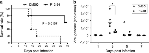 Fig. 5 P12-34 protects mice against lethal DENV challenge.Stat1−/− mice subcutaneously challenged with a lethal dose of DENV-2 were intraperitoneally treated with P12-34 (2.5 mg/kg per day) or vehicle control (DMSO) for the first 6 days of infection. a Survival of mice with or without P12-34 treatment. The P value was determined using a Log-rank (Mantel-Cox) test (n = 5). b The viral loads in sera quantified by RT-qPCR are shown as the mean (bar) and as individual data. *p < 0.05, determined by two-tailed Student’s t-test (n = 5)