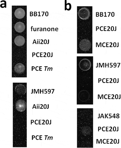 Figure 1. Effect of QS inhibitors and extracts on bioluminescence production by different V. harveyi reporter strains in 96-well cell culture plates. (A) Bioluminescence assays using V. harveyi BB170 (AHL−, AI2+, CAI+) and V. harveyi JMH597 (AHL−, AI2+, CAI−) with furanone (0.02 µg ml−1), the AHL-lactonase Aii20J (20 μg ml−1), and the purified cell extracts from Tenacibaculum sp. 20J (PCE20J) and T. maritimum (PCETm) (100 μg ml−1). (B) Effect of purified cell extract (PCE) and methanolic cell extract on bioluminescence production by V. harvery BB170, JMH597, and the QS independent strain JAF548. Assays were carried out in triplicate. Only one well is shown for each condition