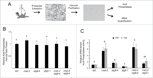 Figure 8. rns2–2 and rns2–2 atg9–4 accumulate rRNA within vacuoles while atg5–1 mutants do not. (A) Vacuolar rRNA quantification protocol. Protoplasts were prepared from adult rosette leaves. Vacuoles were purified from these protoplasts, and checked for quality under the microscope. Each vacuole sample was then split for RNA quantification (including RNA extraction, DNase treatment, cDNA synthesis and qPCR) or acid phosphatase analysis. (B) Acid phosphatase activity was similar across all tested genotypes. Protein was extracted from leaf tissue from the same stage as those used in vacuole purification and assayed for total protein using Bradford analysis or for acid phosphatase activity using 4-methylumbelliferyl phosphate. Total acid phosphatase activity was normalized to total protein revealing no significant differences between genotypes. (C) Quantification of vacuolar rRNA. rRNA from WT and mutant vacuoles was measured using qPCR, and the results were normalized to acid phosphatase activity to account for differences in the amount of vacuoles in each sample. These results are expressed relative to the WT average. WT, rns2–2, atg9–4, and rns2–2 atg9–4 were analyzed in triplicate for 5 biological replicates. WT, rns2–2, atg5–1, and rns2–2 atg5–1 were analyzed in triplicate for 3 biological replicates. Error bars represent standard error. Similar letters indicate no significant difference according to the pairwise Student 2-sided equal variance t test (P > 0.05).