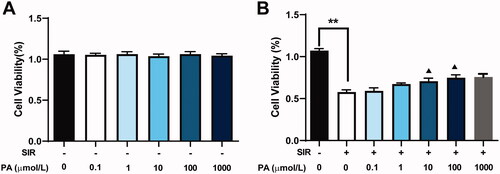 Figure 6. The effect of PA treatment on cell viability and apoptosis in SIR-treated H9C2 cells. (A) The effect of different concentrations of PA on H9C2 cell viability was determined by CCK-8 assay. (B) The effect of different concentrations of PA on SIR-treated H9C2 cell viability was determined by CCK-8 assay. **p < 0.01 vs. the control group. ▲p < 0.05 ▲▲p < 0.01 vs. the SIR group. Data are expressed as the mean ± SD.