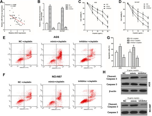Figure 5 miR-513a-3p inhibits cisplatin induced apoptosis in human gastric cancer cells. (A) There was a negative correlation between UCA1 expression and miR-513a-3p expression in human gastric cancer tissues; (B) qPCR was used to detect the expression of miR-513a-3p in human gastric cancer cells; (C and D), miR-513a-3p regulated the toxicity of cisplatin to AGS (C) and NCI-N87 (D); (E–G) after transferring the miRNA, human gastric cancer cells were stimulated with or without 15 μg/mL cisplatin, and then cells were harvested to detect apoptosis by flow cytometer, and the representative images were shown in (E and F), and the rates of apoptosis cells were statistically compared (G); (H) immunoblotting was used to detected the expression of caspase-3 and cleaved caspase-3 protein in human gastric cancer cell. Each experiment was repeated three times independently. Data was expressed as mean ±SD, *p<0.001 vs NC group or NC+cisplatin group, and the p-value was calculated by post hoc comparisons.