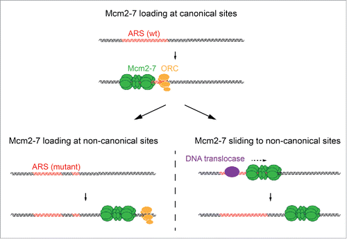 Figure 2. Two levels of budding yeast origin flexibility. Mcm2-7 complexes are preferentially loaded at canonical origin sites that contain a high-affinity ORC binding site (top). Mutation of the high-affinity ORC binding site at a canonical origin can redirect ORC to lower-affinity binding sites in the template, resulting in Mcm2-7 loading at non-canonical origin sites (bottom left). Collisions between Mcm2-7 DHs and other DNA translocases at replication origins can induce the sliding of Mcm2-7 to non-canonical origin sites (bottom right)/ ARS: Autonomously replicating sequence.