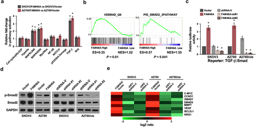 Figure 5. FAM46A up-regulation activates the TGF-β signaling pathway in ovarian cancer. (a) Signal finder reporter arrays showing that overexpression of FAM46A in both SKOV3 and A2780 cells significantly activated NF-κB signaling. Error bars represent the mean ± SD from three independent experiments. (b) GSEA plot, indicating a significant correlation between the mRNA levels of FAM46A expression in ovarian cancer and the TGF-β-activated gene signatures in published datasets. (c) Relative luciferase activities of TGF-β reporter activity in the indicated cells. (d) Western blotting analysis of the expression levels of p-Smad2 proteins in the indicated cells. a-tubulin was used as a loading control. (e) Real-time PCR analysis demonstrating an apparent overlap between TGF-β dependent gene expression and FAM46A–regulated gene expression. The pseudo color represents an intensity scale for FAM46A versus vector or FAM46A siRNA versus control siRNA, calculated by log2 transformation* P < 0.05.