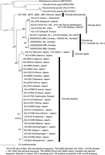 Fig. 10. Maximum likelihood (ML) molecular phylogeny based on concatenated DNA sequences of mitochondrial cox1 and cox3 genes (1362 bp). Numbers below the branches indicate the bootstrap values (BP, right) and Bayesian posterior probabilities (PP, left). Only the BP (≥ 50%) and PP (≥ 0.95) are shown.