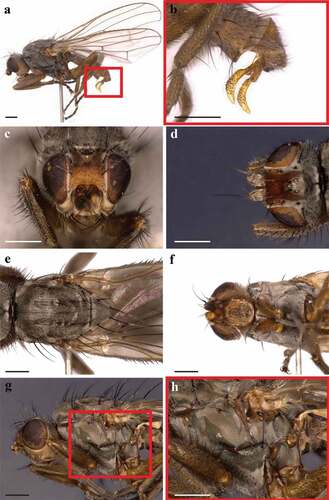 Figure 1. Heleomyza serrata adult (male). Lateral view (a), magnification of male genitalia (red box 1a)(b), head chaetotaxy in frontal view (c), head chaetotaxy in dorsal view (d), thorax chaetotaxy in dorsal view (e), prosternum (f), thorax chaetotaxy in lateral view (g) and magnification of the katepisternum (red box 1g)(h). Observation performed using a Keyence VHX-S90BE digital microscope (scale bar 500 µm).