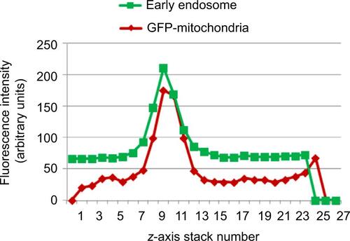 Figure S5 Fluorescence intensities of confocal microscopy images versus stack number.Notes: Fluorescence intensities of early endosomal marker EEA1 and GFP mitochondria were plotted according to depth and stack number of confocal microscopy images of Huh7 cells at 6 hours postincubation with AsOR-PL–Mito-GFP complexes at 37°C.Abbreviation: AsOR-PL, asialoorosomucoid polylysine.