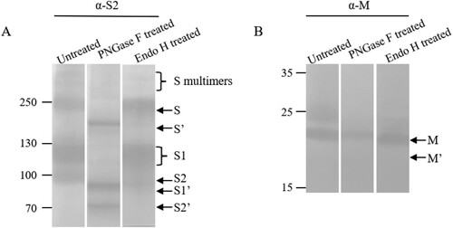 Figure 4. Maturation of N-linked glycosylation of the S and M proteins. Virions were untreated or treated with PNGase F or Endo H. The top and low parts of the blot were incubated with rabbit antisera α-S2 and α-M, respectively, as indicated on the top of the blots. S′, S1′, S2′ and M′ were referred to as unglycosylated forms. Molecular weight markers are indicated on the left in kilodaltons and proteins are indicated by the arrows on the right. The experiments were repeated 5 times at least.