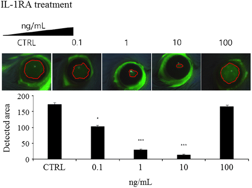 Figure 3. Recovery of eye wounds by IL-1RA using in vivo corneal wound-healing model. The mice were treated with IL-1RA-containing eye drops at concentrations of 0, 0.1, 1, 10, or 100 ng/mL on the right eye after scarring in the eye of each mouse. The control group was treated with vehicle. (A) Eye wound areas stained with fluorescein at 16 h after the administration of IL-1RA. (B) Graph showing the area of the eye wounds (n = 5). Error bars represent means ± S.E.M.; *p < 0.05; **p < 0.01 ***p < 0.001.