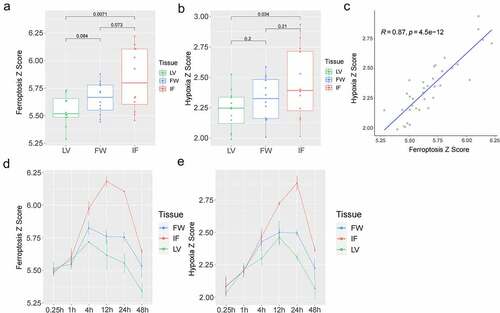 Figure 2. Analysis of the ferroptosis Z-score and the hypoxia Z-score. (a). The ferroptosis Z-score in LV, FW, and IF group; (b). The hypoxia Z-score in LV, FW, and IF groups; (c). The correlation analysis between ferroptosis Z-score and hypoxia Z-score; (d). The relationship between ferroptosis Z-score and time in the LV, FW, and IF groups; (e). The relationship between hypoxia Z-score and time in the LV, FW, and IF groups