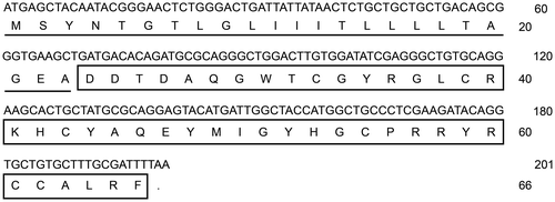Fig. 1. cDNA and deduced amino acid sequence of common carp β-defensin 3.Notes: The deduced amino acid sequence of common carp β-defensin 3 is shown under the coding sequence. The predicted signal peptide is underlined and the mature peptide boxed.