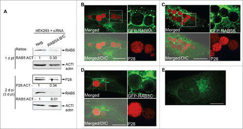 Figure 9. E. chaffeensis infection requires RAB5, and GFP-RAB5 traffics to the E. chaffeensis inclusion membrane. (A) E. chaffeensis infection requires RAB5. RF/6A cells were transfected with control scrambled siRNA (Neg.) or RAB5A/B/C siRNAs for 1 d, and then infected with E. chaffeensis for 2 d. Western blotting was performed using anti-P28, -ACT/actin, or -RAB5 IgG. The values under the bands show the relative ratio of band intensities normalized against ACT/actin, with the ratios of those from control siRNA set as 1. (B to D) E. chaffeensis-infected RF/6A cells at 1 d p.i. were transfected with GFP-RAB5A, GFP-RAB5B, or GFP-RAB5C. At 15 h p.t. (39 h p.i.), cells were subjected to immunofluorescence labeling with rabbit anti-P28 (AF555). Merged, merged images; Merged/DIC, fluorescence image merged with DIC image. Each boxed area is enlarged on the right. (E) Control uninfected RF/6A cells transfected with GFP-RAB5A. Scale bars: 15 μm.