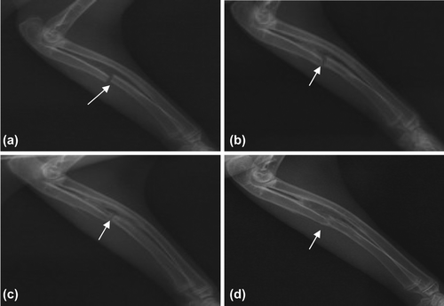 Figure 4. Bone Union of Control Group (denoted by arrows). a. 2 weeks later, no obvious bony callus formed; b. 4 weeks later, a little bone callus formed; c. 8 weeks later, the fracture line staying clear; and d. 12 weeks later, the marrow cavity not fully unobstructed.