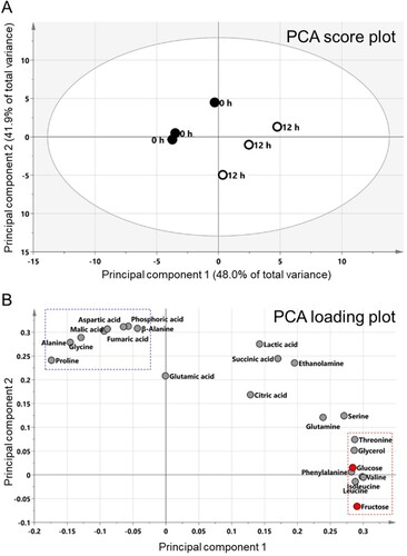 Figure 2. Confirmation of CVB3-mediated metabolic changes through metabolite analysis. Principal component analysis (PCA) score plots (A) and loading plots (B) derived from 23 metabolites. When metabolites belonging to PC1 were classified according to similarity, fructose, leucine, isoleucine, valine, phenylalanine, glucose, glycerol and threonine were classified as one cluster (red rectangle). Moreover, regarding to PC2, aspartic acid, malic acid, phosphoric acid, fumaric acid, β-alanine, alanine, proline and glycine were classified one cluster (blue rectangle).