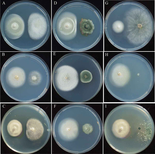 Figure 5. Mycelial interactions between Hebeloma vinosophyllum and non-ammonia fungi. vinosophyllum /Asp. niger at pH 5.5 (A) urea, 12th day; (B) NO2-N, 18th day; (C) NO3-N, 12th day. H. vinosophyllum/P. citrinum at pH 5.5 (D) urea, 9th day; (E) NO2-N, 18th day; (F) NO3-N, 12th day. H. vinosophyllum/T. viride at pH 5.5 (G) urea, 12th day; (H) NO2-N, 18th day; (I) NO3-N 12th day.